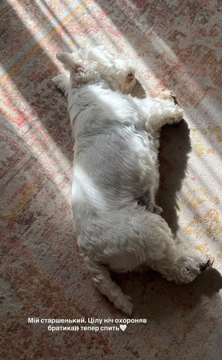 Леся Нікітюк замилувала фото песика, який охороняв її сина