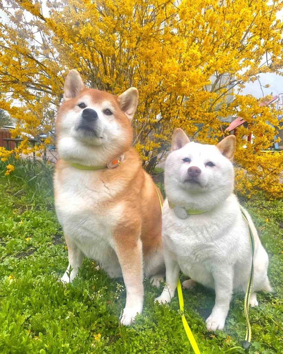 Астаф'єва звинувачує ветеринарну клініку в халатності та жорстокості по відношенню до її песика