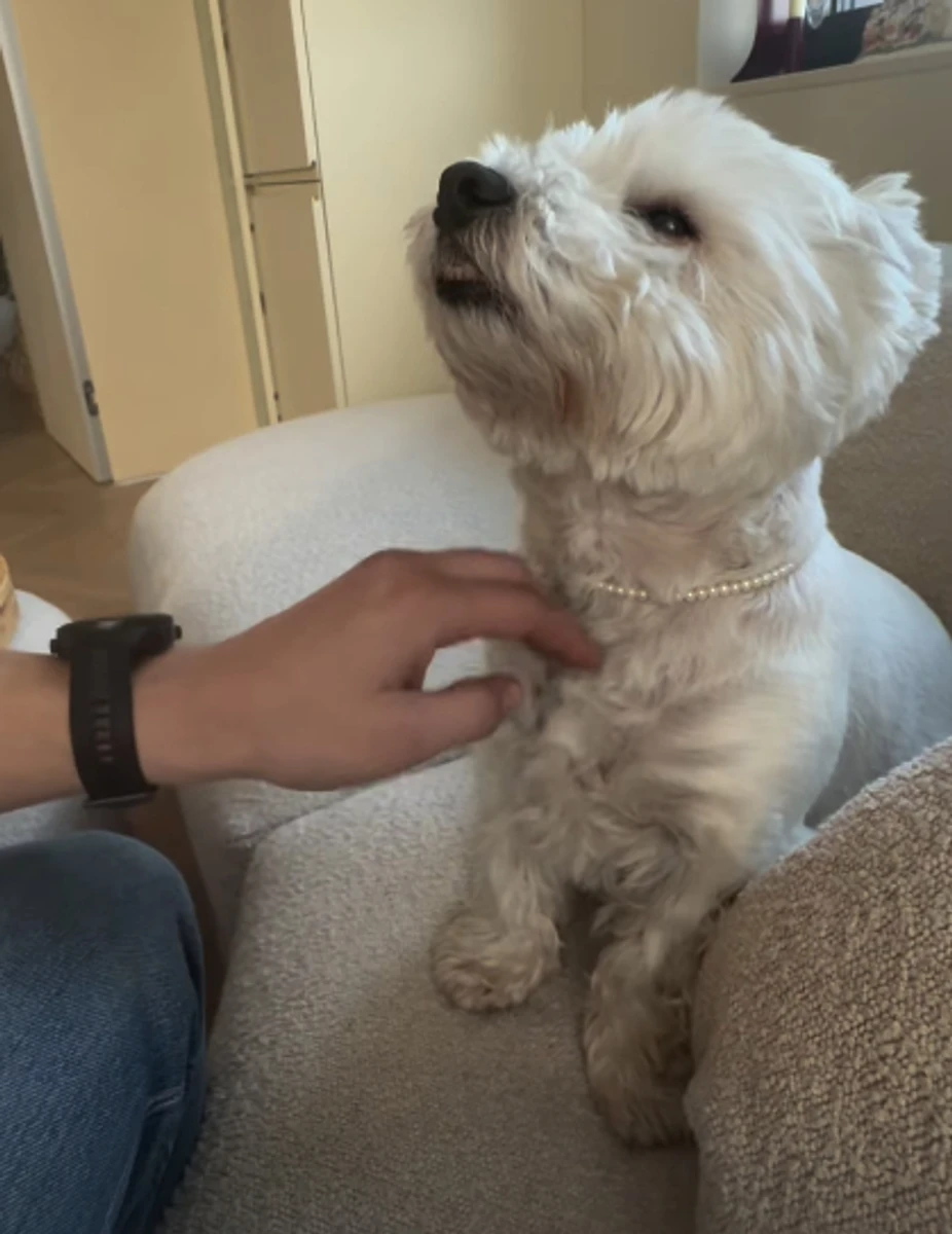 Наречений Нікітюк погладив її песика