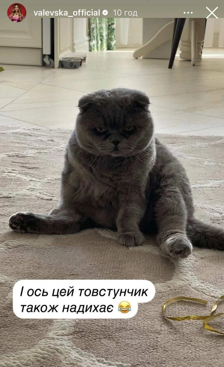 Кіт породи британець