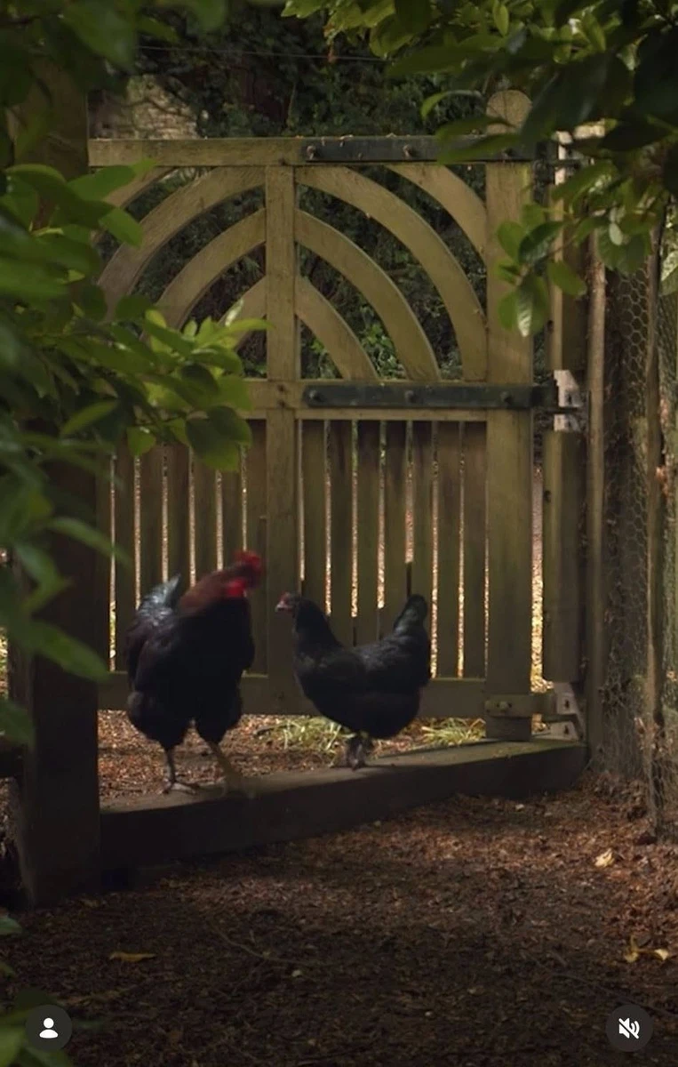 Чарльзові курочки