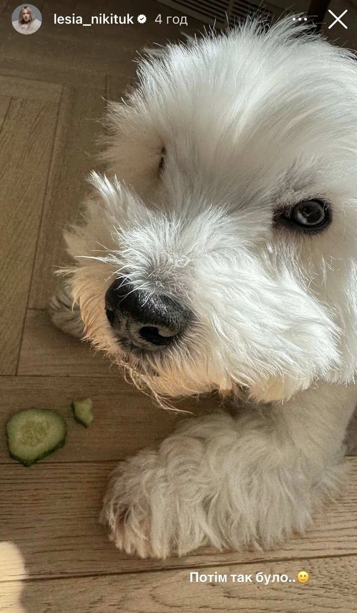Собака Леся Нікітюк вест-хайленд-вайт-тер'єр