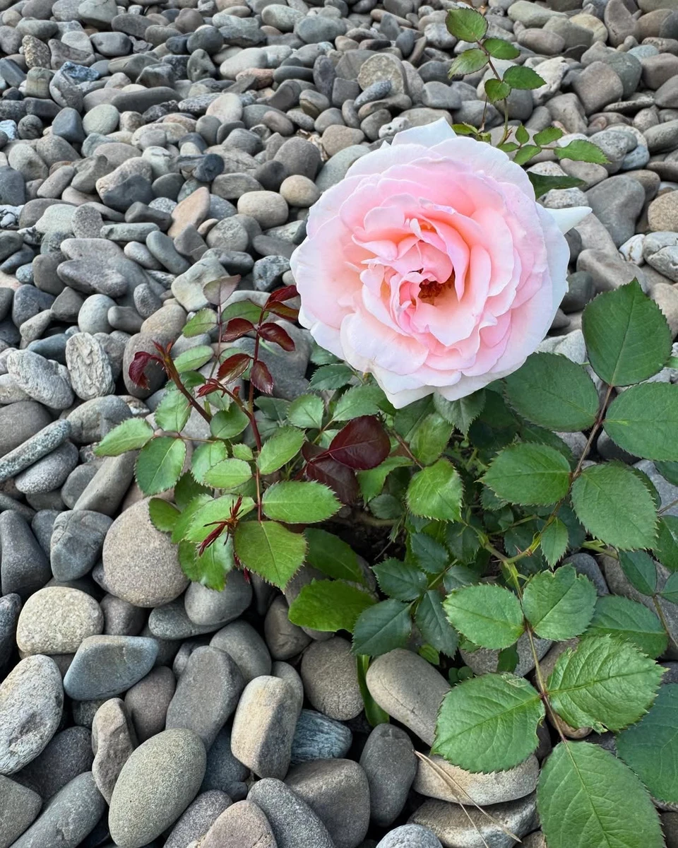 Фото Горової