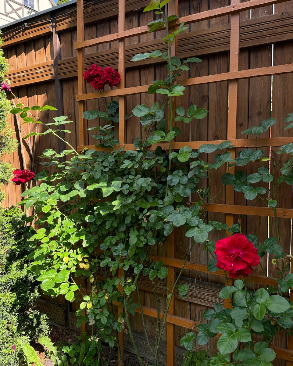 Троянди співачки