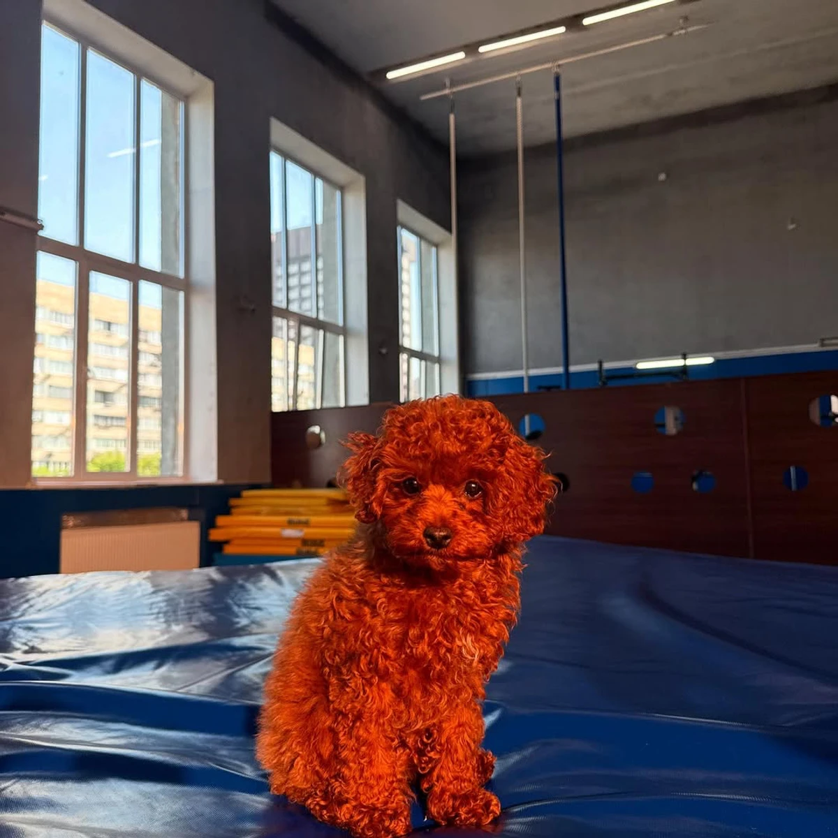 Песик Даші Білодід