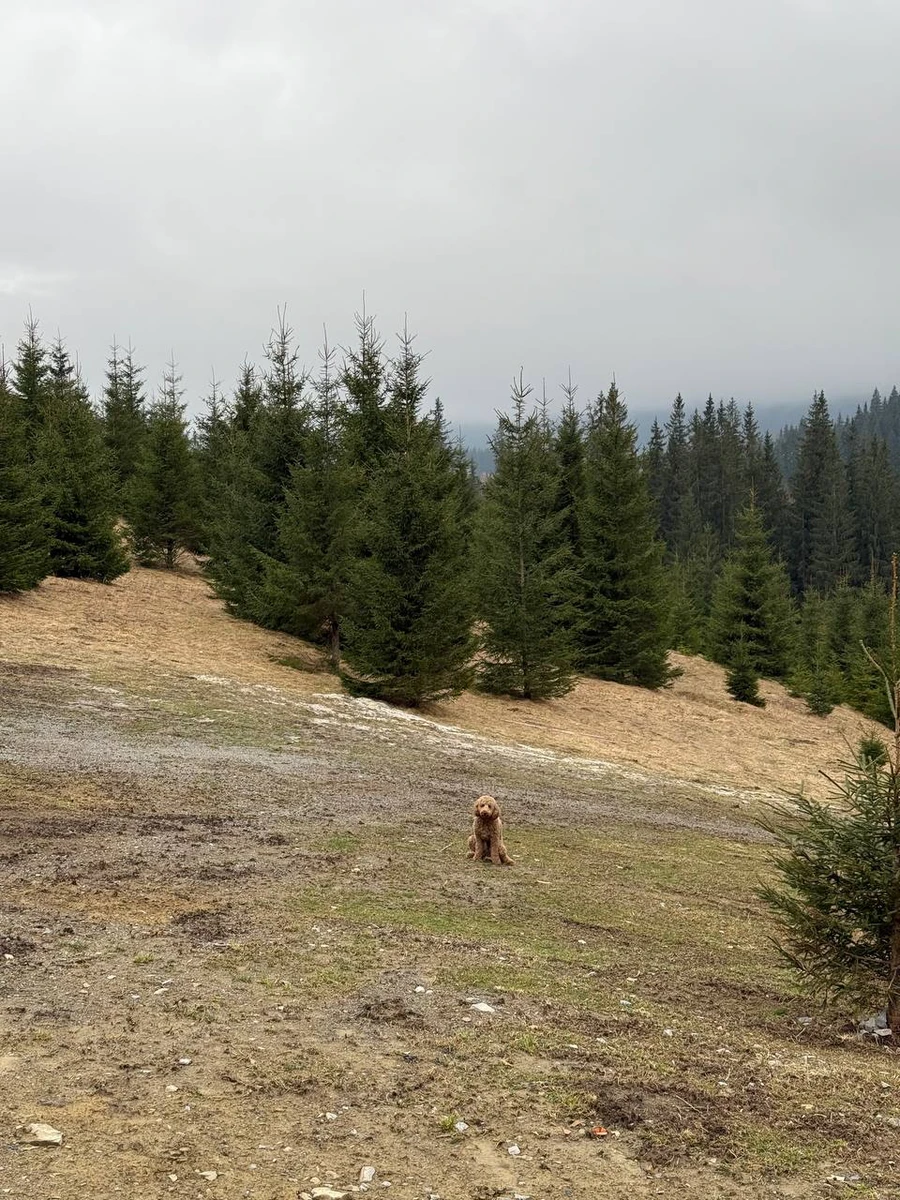 Пес Кацуріна і Дантеса Василь
