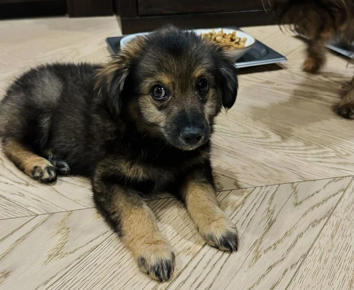 Ектор Хіменес-Браво показав свого нового собаку