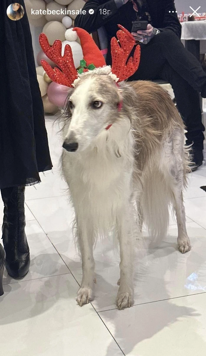 Особливий гість