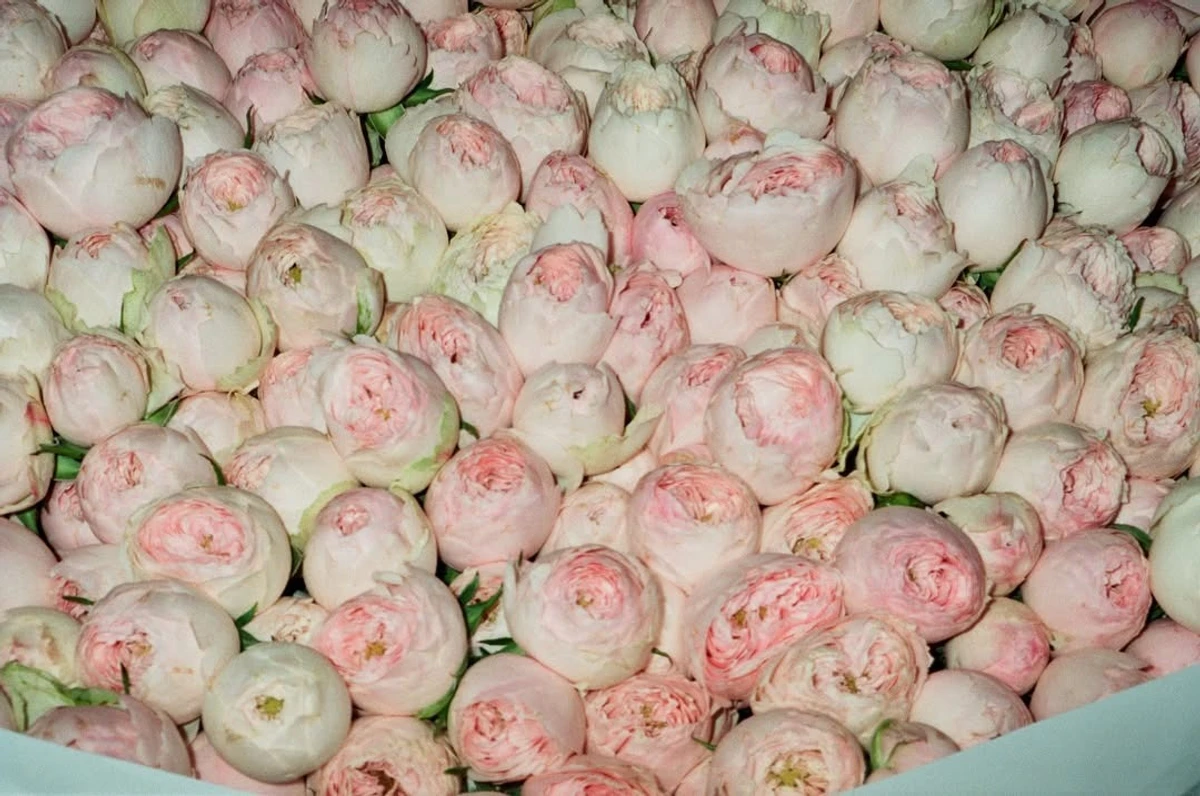 Піоновидні троянди