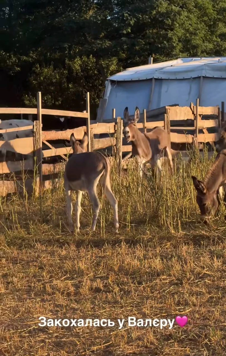 Судячи з реакції віслюка, схоже, кохання взаємне...