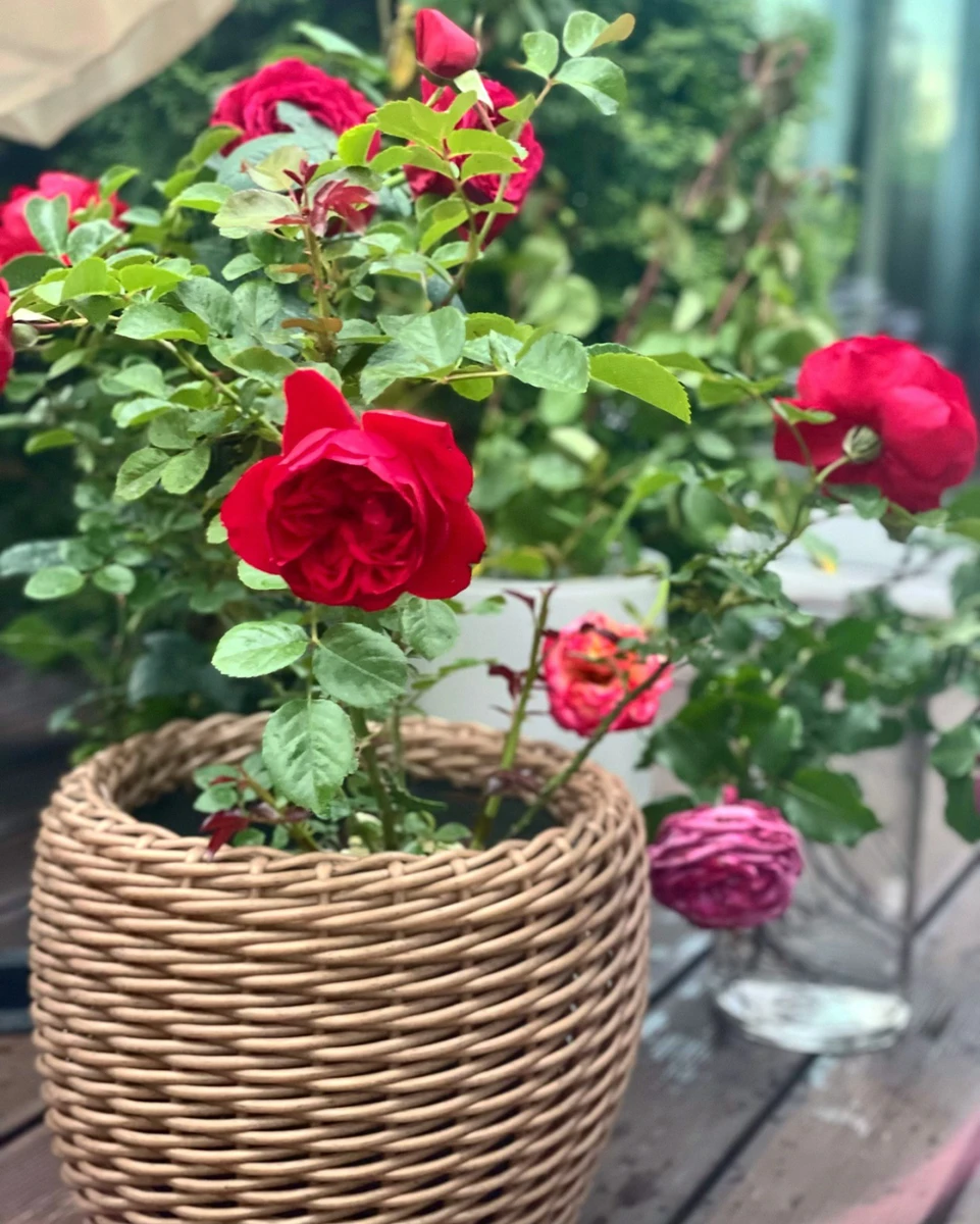 Квіти, які виростила Наталка