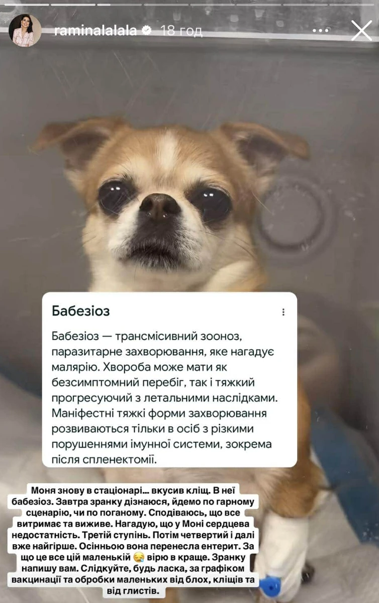 Раміна розповіла про стан своєї собаки