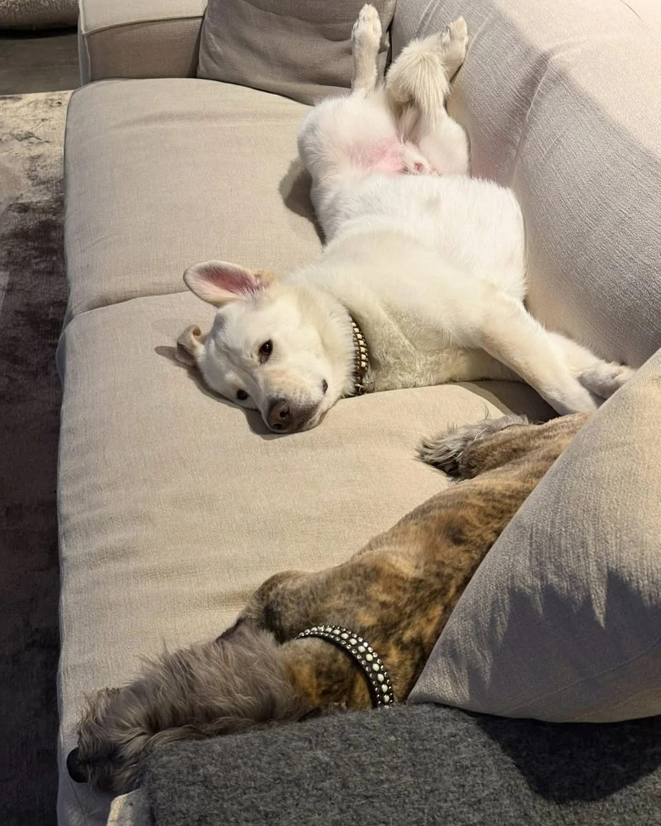 Дженніфер Еністон показала милі фото своїх песиків