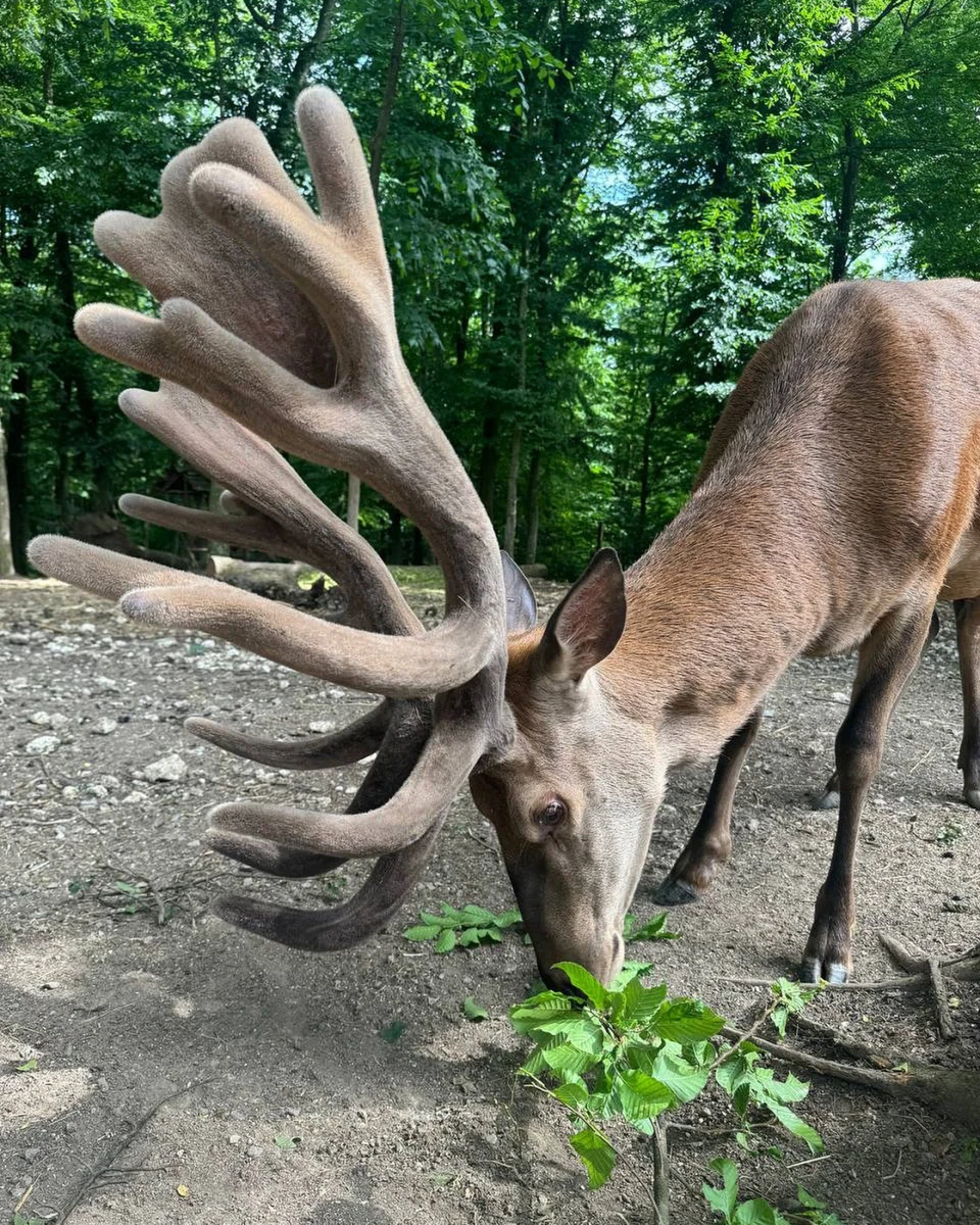 Горова з оленями