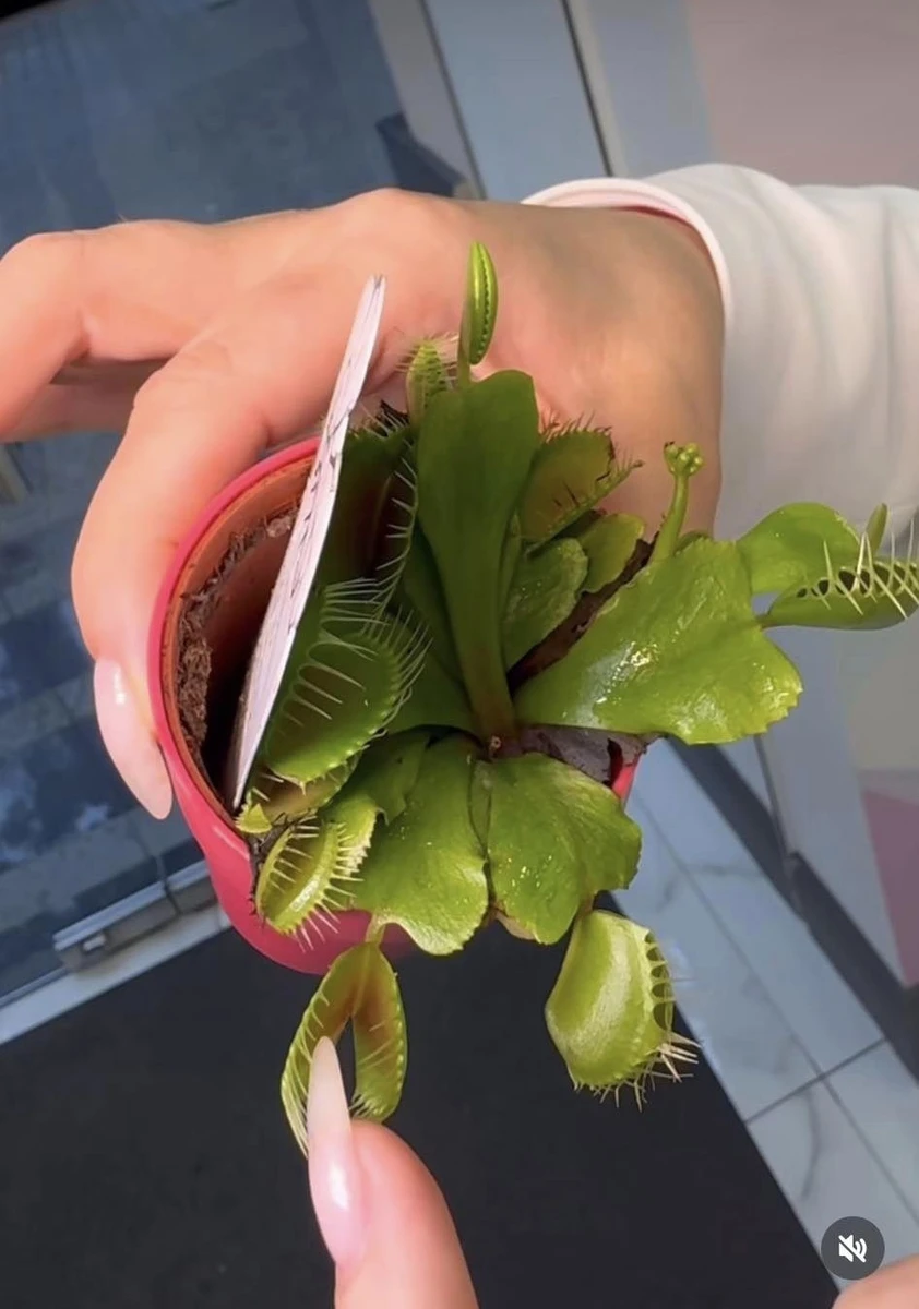 Могилевська купила доньці венерину мухоловку