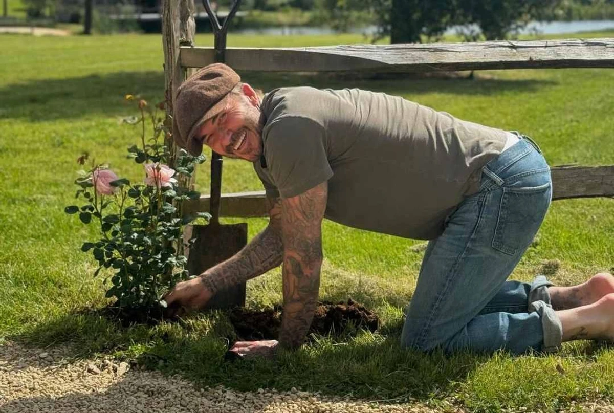 Девід Бекхем показав посадку троянд