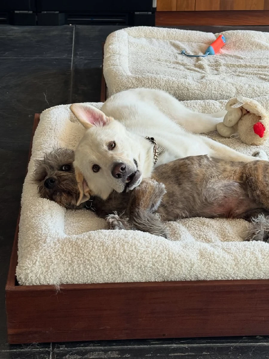 Песики Еністон