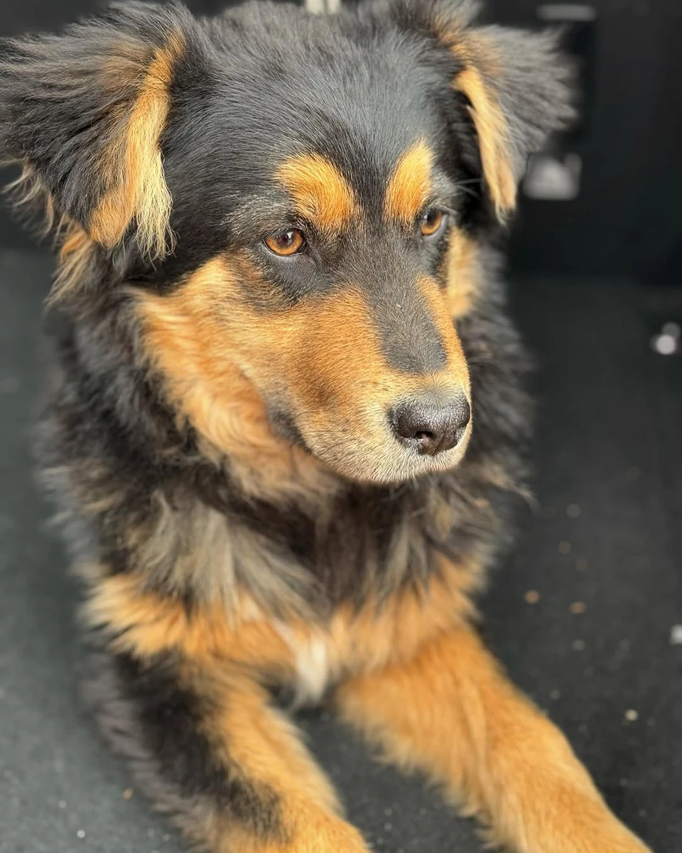 Сергій Танчинець сфотографував свою собачку