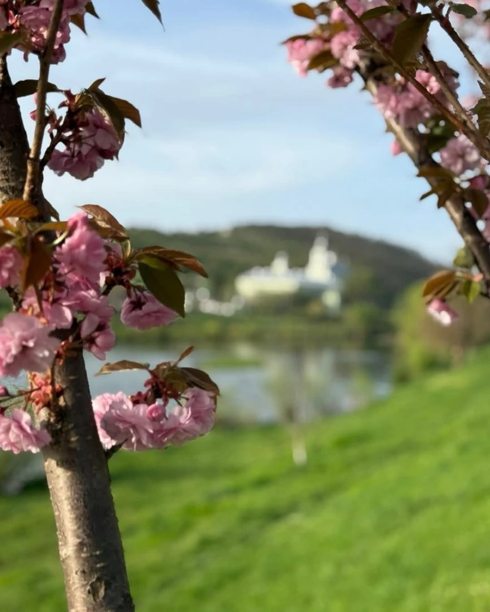 Сакури в Мукачеві
