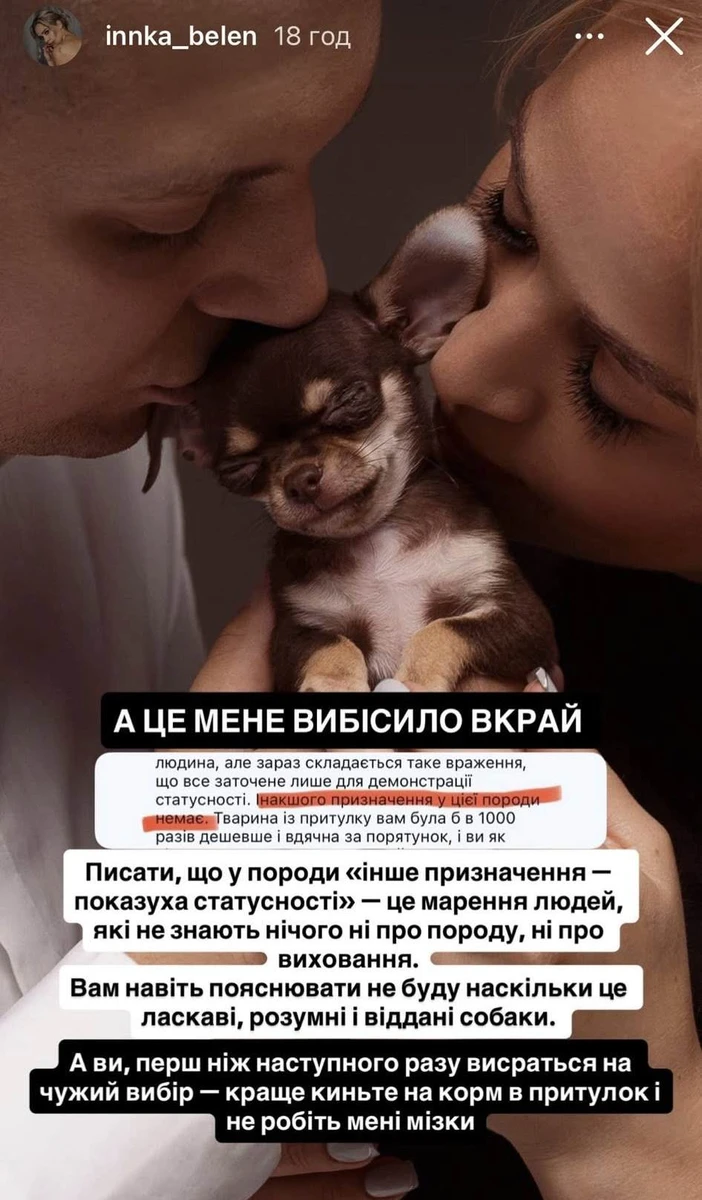 Блогерка категорично не згодна з тим, що чихуахуа - це показуха статусності