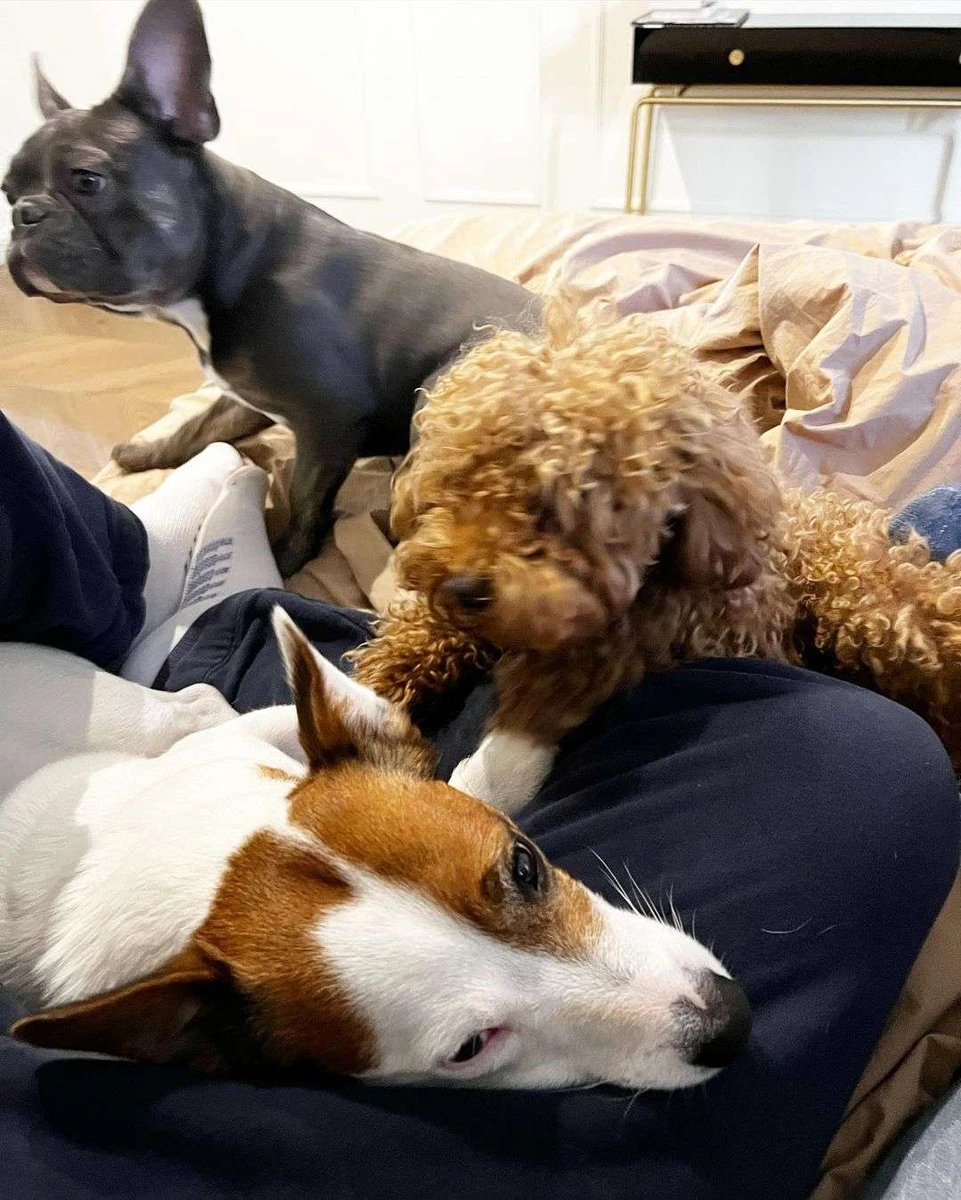 Сподіваємось, песики відбулися переляком (на фото Марік, Густав і той-пудель Бенджі в жовтні 2022-го)