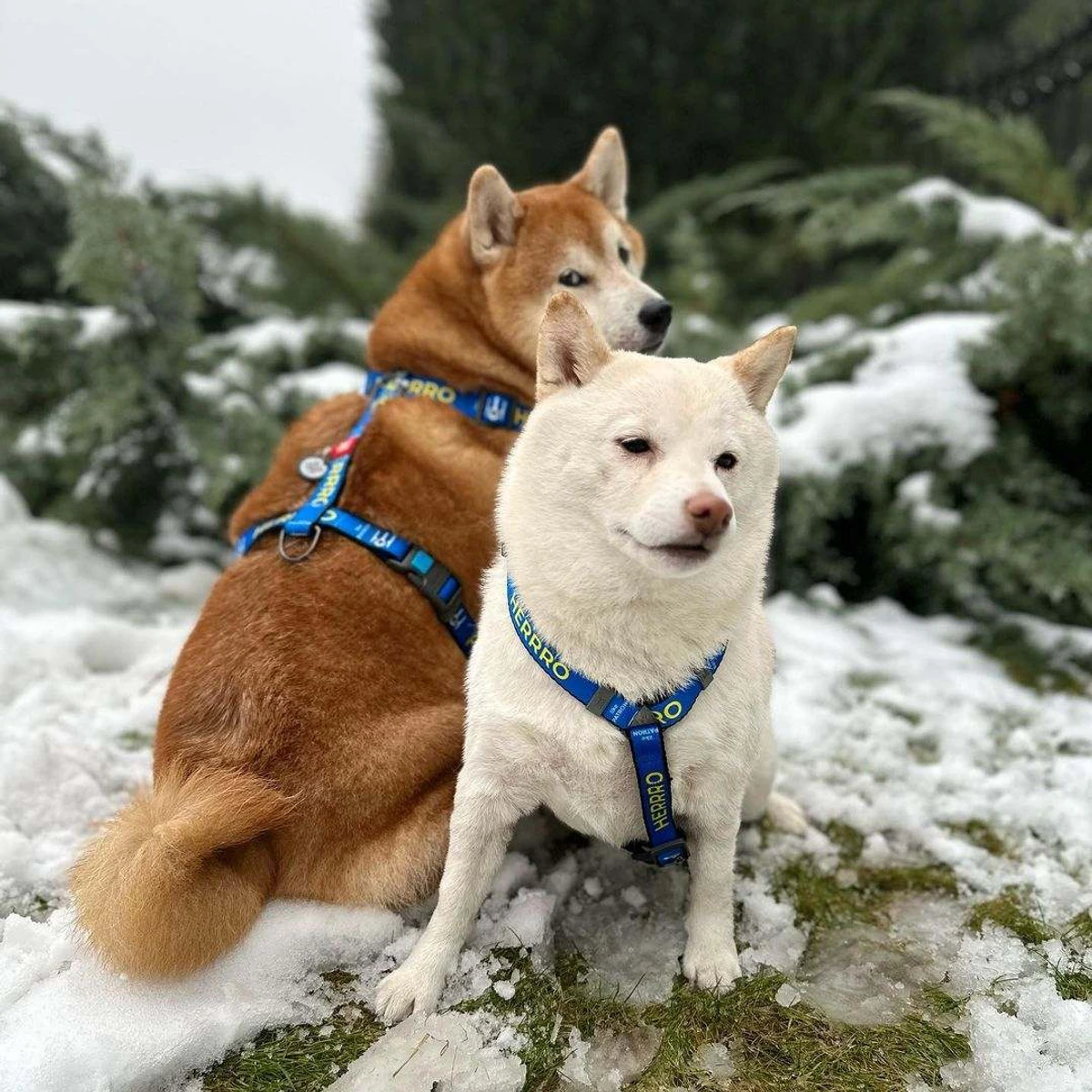Собаки Астаф'євої постійно обслуговувалися в київській клініці, яка належить тепер уже колишнім друзям зірки