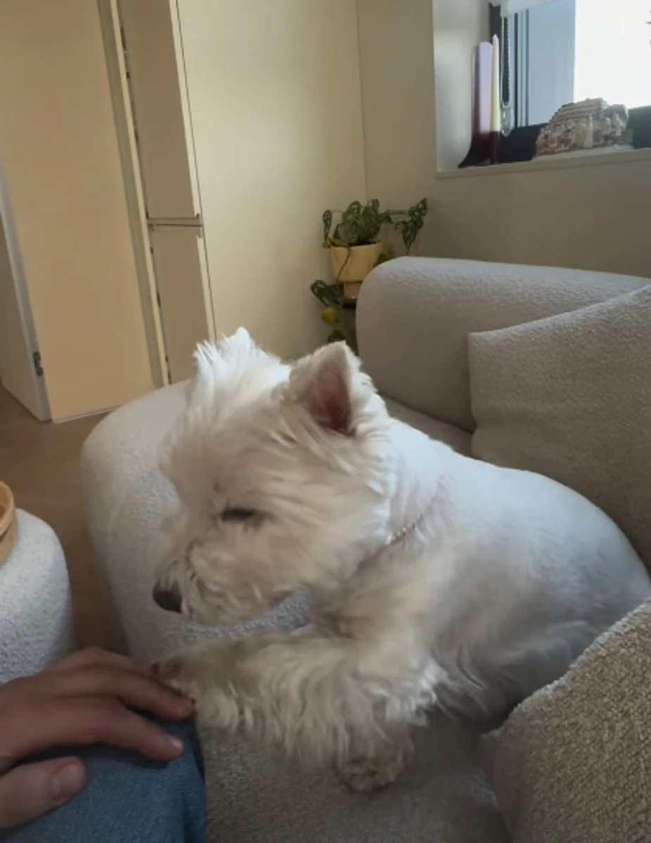 Коханий Лесі Нікітюк погрався з її домашнім улюбленцем