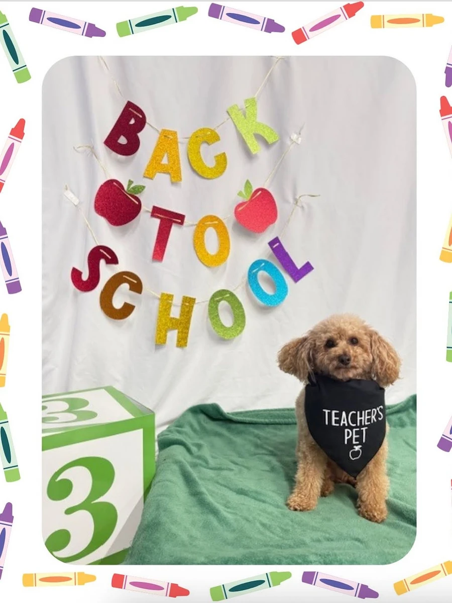 Ніколь Кідман насмішила фото песика серед шкільної локації