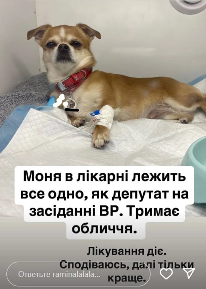 Собака Раміни потрапила у лікарню