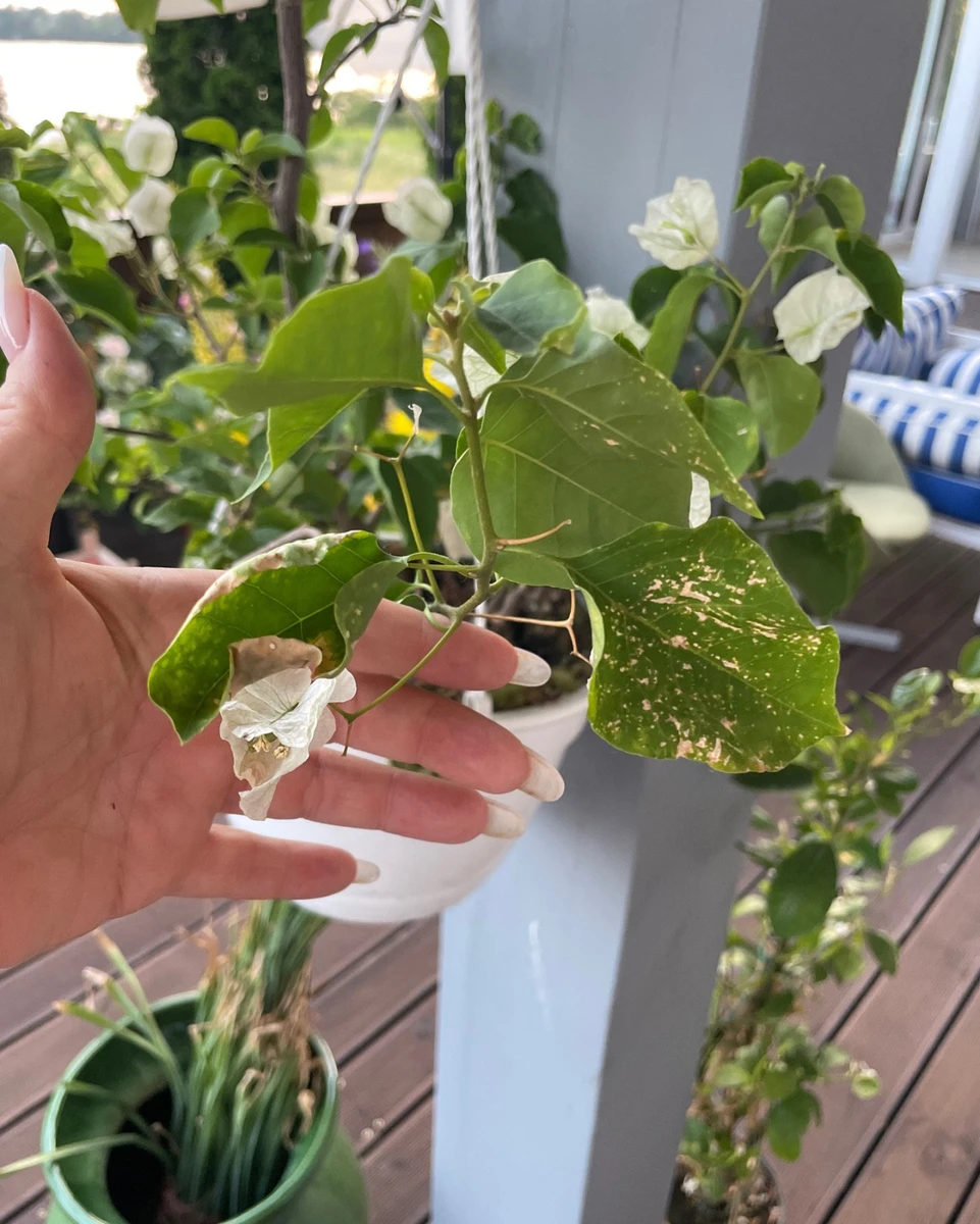 Квіти на терасі Могилевської