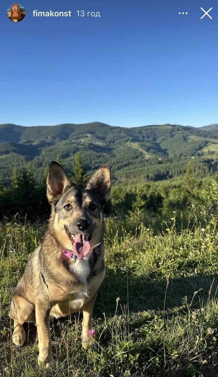 Песику таке дозвілля до вподоби 