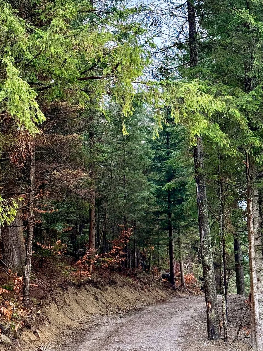 Карпатські краєвиди також не забули вхопити