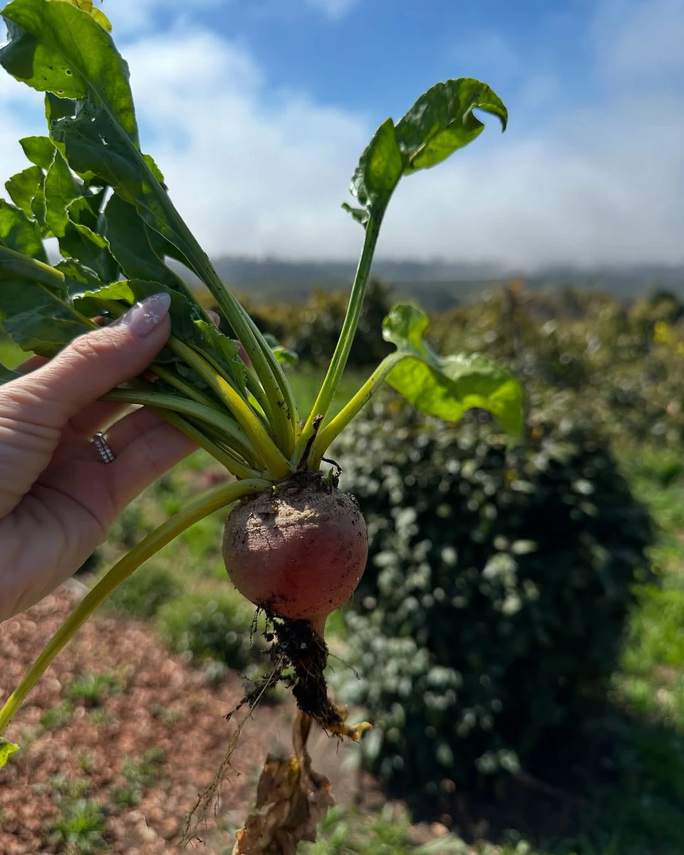 Донька Шварценеггера показала свій врожай на городі