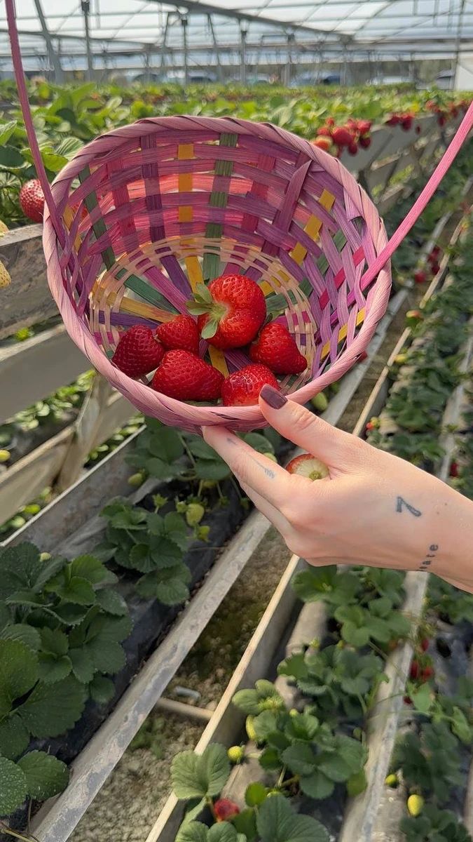 Полуниця, які зібрала Дорофєєва