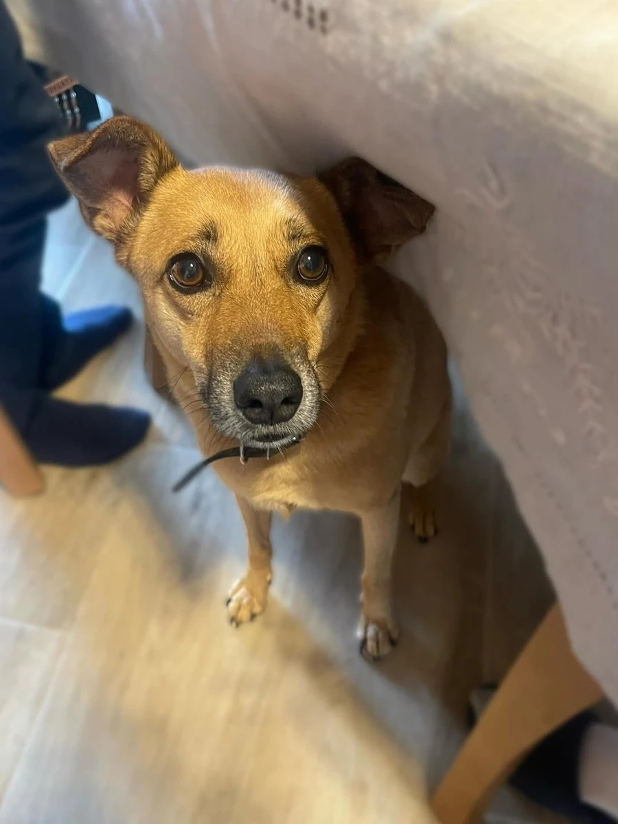 Песик теж чекає на святкове частування 