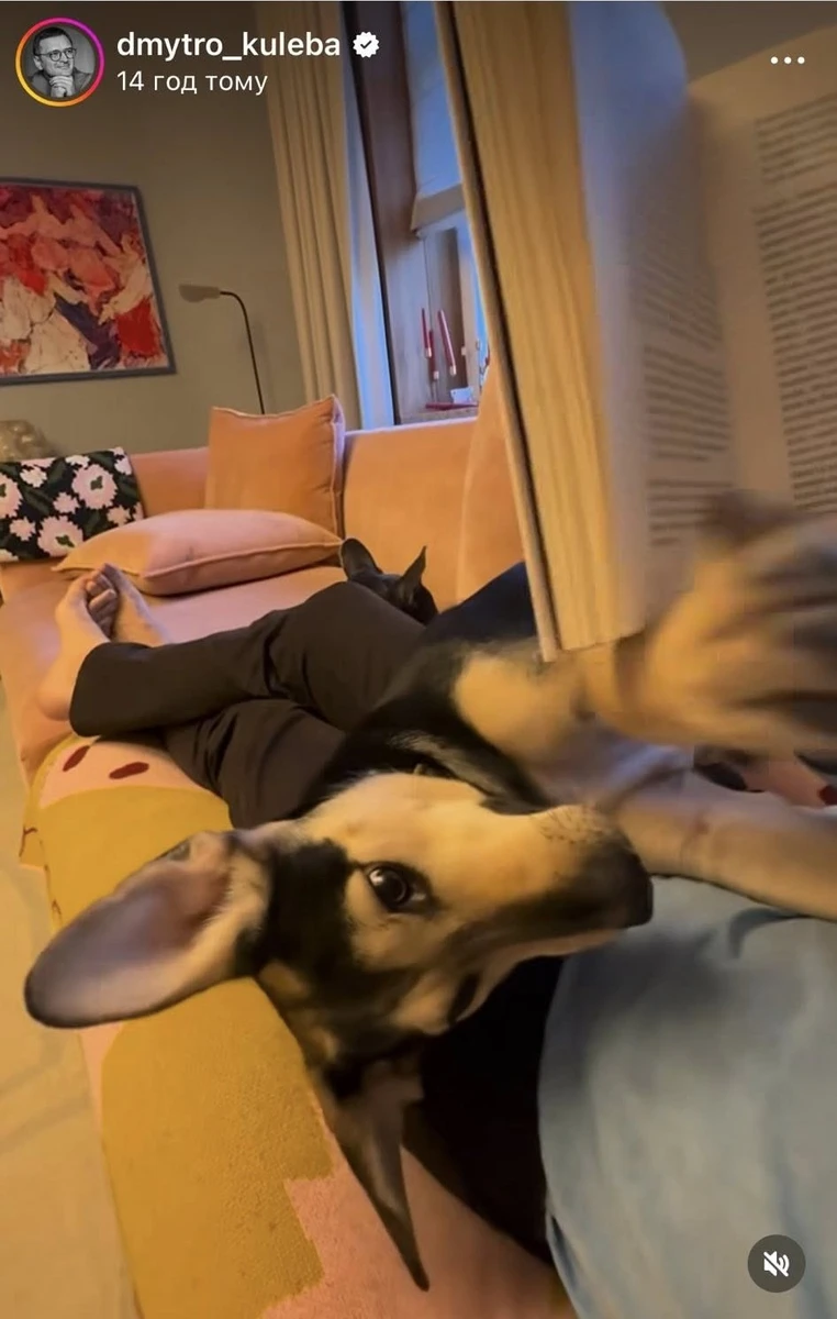 Пес Кулеби з притулку