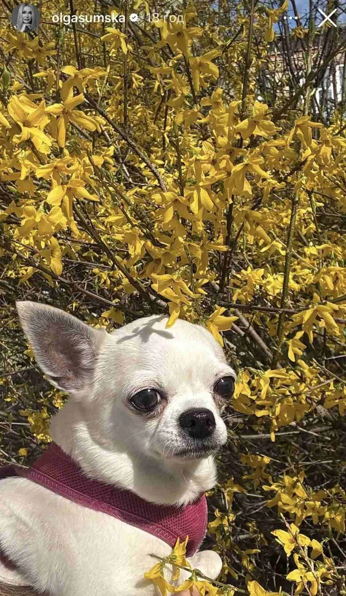 Біла чихуахуа